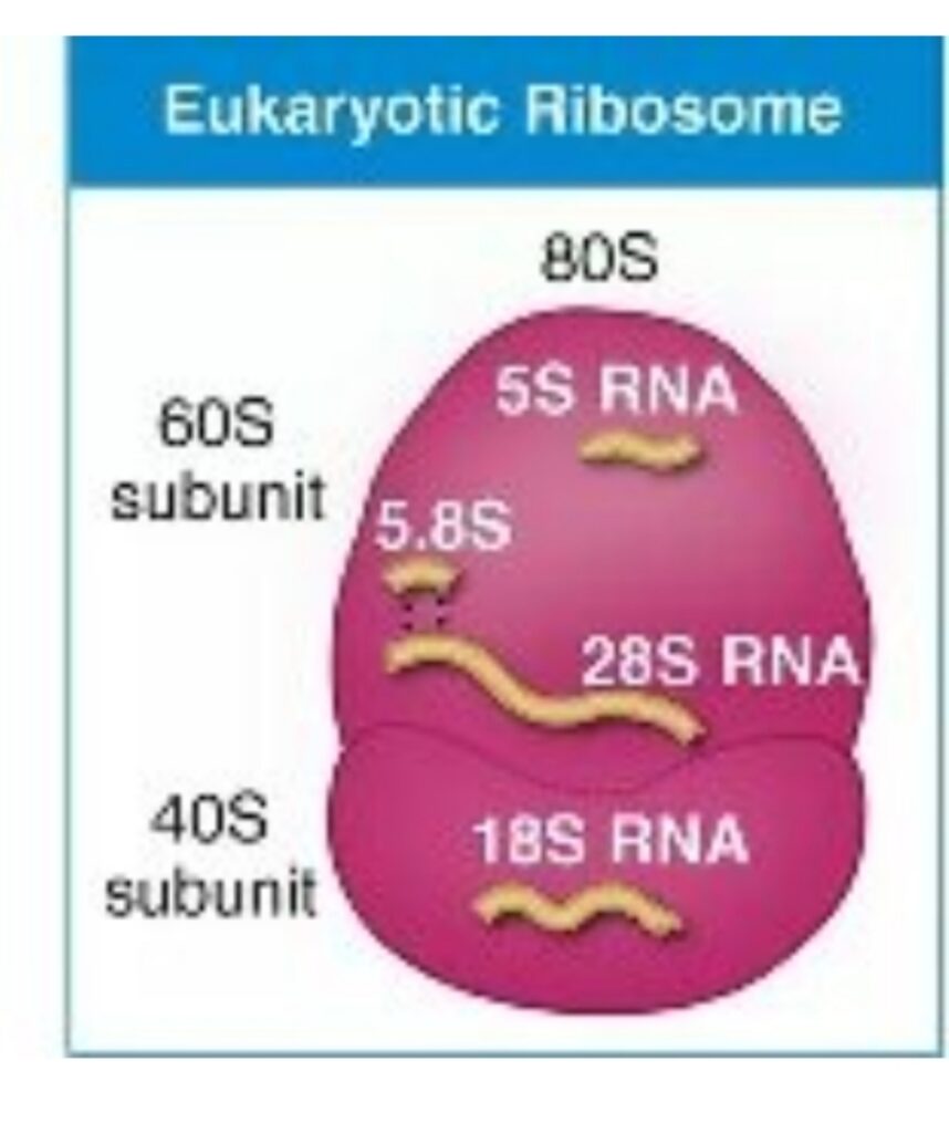 80S Ribosome In Hindi