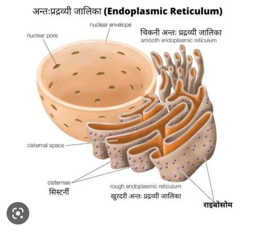 Endoplasmic Reticulum क्या है? संरचना, प्रकार व कार्य