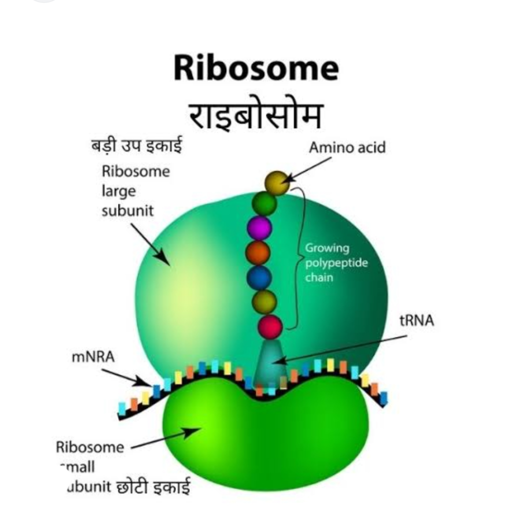 ribosome-in-hindi-medicinetank